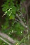 Nodding fescue